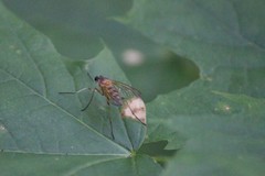 Rhagio hirtus