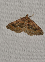 Epyaxa agelasta
