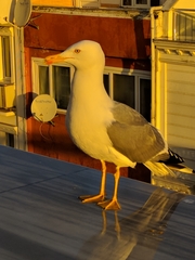 Larus michahellis