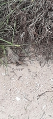 Xerospermophilus spilosoma