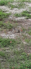 Xerospermophilus spilosoma