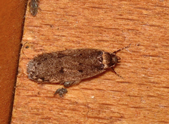 Leptocroca amydrosema