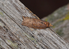 Dichelia sobriana