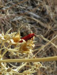 Dictyoptera simplicipes