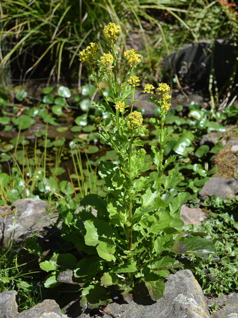 native wintercress
