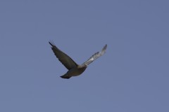 Patagioenas picazuro