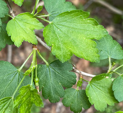 Ribes rotundifolium