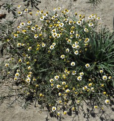 Matricaria chamomilla