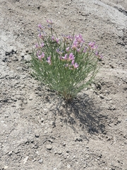 Astragalus toanus