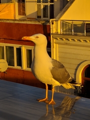 Larus michahellis