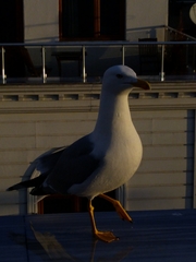 Larus michahellis