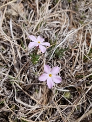 Phlox alyssifolia
