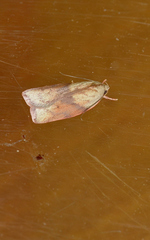Euchaetis crypsichroa