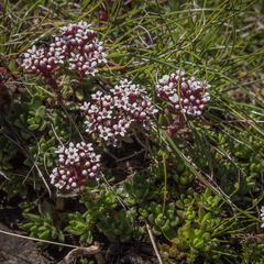 Crassula setulosa rubra