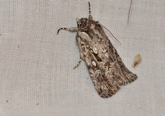 Ectopatria aspera