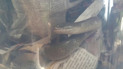 Lycodonomorphus inornatus