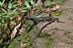 Emoia nigra