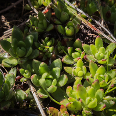 Crassula setulosa rubra