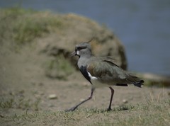 Vanellus chilensis