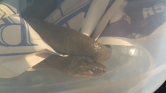 Lycodonomorphus inornatus