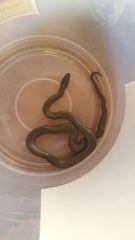 Lycodonomorphus inornatus