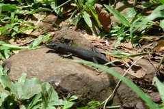 Emoia nigra