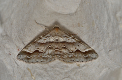 Syneora cheleuta