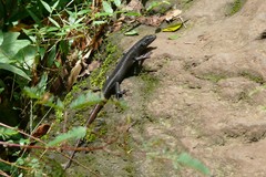 Emoia nigra
