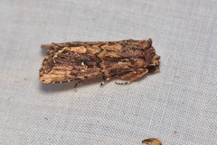 Dasygaster ligniplena