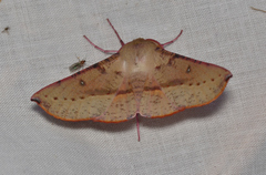 Oenochroma barcodificata