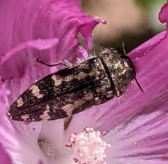 Acmaeodera connexa