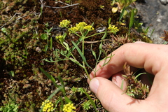 Lomatium ambiguum