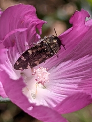 Acmaeodera connexa