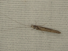 Leptocerus americanus