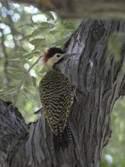 Colaptes melanochloros