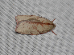 Euchaetis inceptella