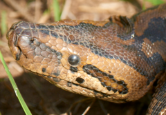 Python natalensis