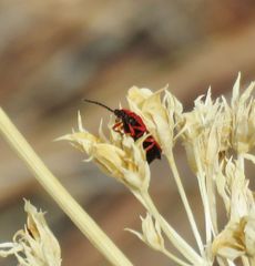 Dictyoptera simplicipes