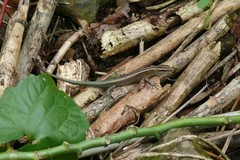 Emoia cyanura