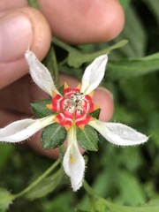 Nasa triphylla elegans