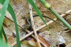 Emoia cyanura