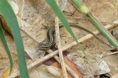Emoia cyanura