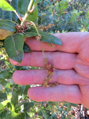 Callirhytis congregata