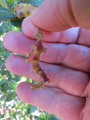 Callirhytis congregata