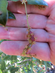 Callirhytis congregata