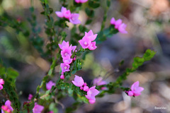 Boronia serrulata