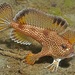 Brachionichthys hirsutus - Photo (c) Rick Stuart-Smith / Reef Life Survey, μερικά δικαιώματα διατηρούνται (CC BY)