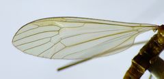 Gonomyia