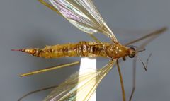 Gonomyia