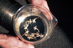 Spotted Handfish photo 3